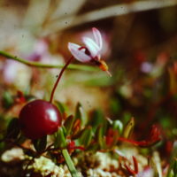 Canneberge, Myrtille des marais