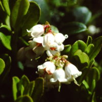 Airelle rouge, Vigne du Mont Ida, Raisin de bruyère