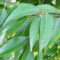 Quercus myrsinifolia, Chêne bambou