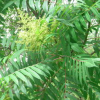 Sumac à bois glabre, Vinaigrier, Smooth sumac