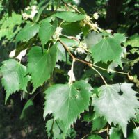 Tilleul de Mongolie, Tilleul à feuilles de vigne