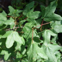 Érable de Montpellier, Agas, Azerou