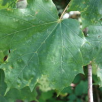 Érable à sucre, Érable du Canada