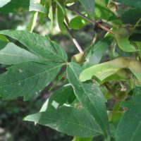 Érable à trois fleurs, Érable à écorce rugueuse