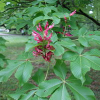 Pavier rouge, Marronnier pavier