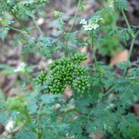 Petite ciguë, Faux-persil, Persil de chien, Éthuse ache-des-chiens