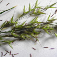 Fromental élevé, Ray-grass français, Avoine élevée, Fenasse