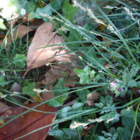 Laîche divergente, Laîche écartée