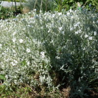 Céraiste cotonneux, Céraiste argenté, Corbeille d’argent, Oreille de souris