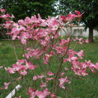 Cornouiller rose  ‘Cherokee Chief’