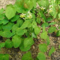 Epimède, Fleur des elfes