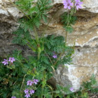 Erodium à feuilles de ciguë, Cicutaire, Bec-de-grue, Bec-de-Cigogne