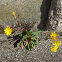 Épervière tachetée