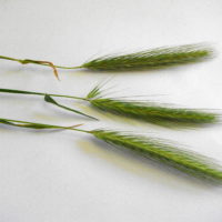 Orge des rats, Orge sauvage, Orge queue-de-rats