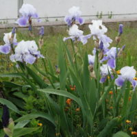 Iris des jardins
