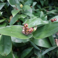 Smilacine étoilée, Muguet du Canada