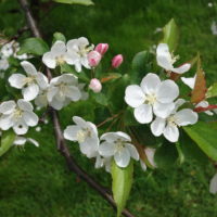 Pommier de Hupeh, Pommier du Hou-pei