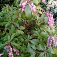 Piéride du Japon, Andromède du Japon, Asebi