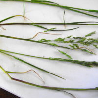 Pâturin commun, Gazon d’Angleterre, Pâturin rude