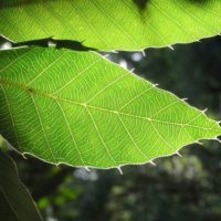 Chêne à feuilles de châtaignier, Chêne charbon, Chêne du Japon