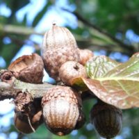 Chêne du Mexique, Chêne maya, Chêne nèfle