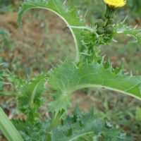 Laiteron rude, Laiteron épineux