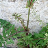 Laiteron maraîcher, Laiteron potager, Laiteron lisse