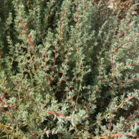 Soude vraie, Suéda fruticuleux