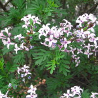 Lilas lacinié, Lilas à feuille de persil, Lilas afghan parfumé