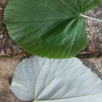 Tilleul argenté, Tilleul de Hongrie