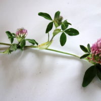 Trèfle des prés, Trèfle violet