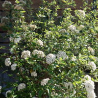 Viorne hybride parfumée, Viorne d’Hiver