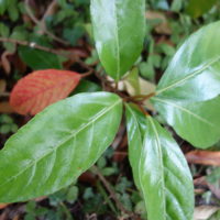 Viorne odorante, Awabuki