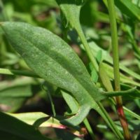 Petite oseille, Oseille des brebis, Surelle, Vinette sauvage