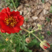 Benoîte de Chiloé, Benoîte rouge, Benoîte de Strathesden