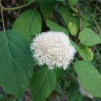 Hydrangea arborescent, Hortensia de Virginie, Le Bel Américain