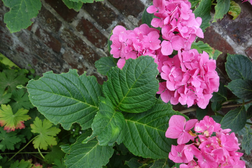 Hortensia à grandes feuilles Ma Botanique