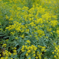 Pastel des teinturiers, Guède, Herbe de St. Philippe, Vouède
