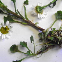 Marguerite commune, Leucanthème commun, Grande pâquerette