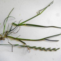 Ivraie vivace, Ray-grass anglais