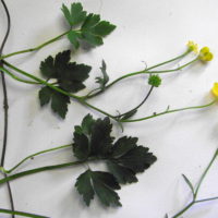 Renoncule rampante, Bouton d’or rampant, Pied-de-poule