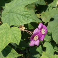Ronce odorante, Chapeau rouge, Ronce d’ornement