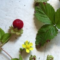 Fraisier des Indes,Fraisier de Duchesne