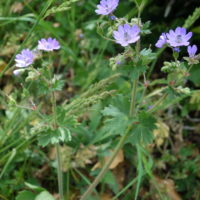 Géranium des Pyrénées