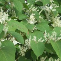 Renouée du Japon, Reynoutrie du Japon