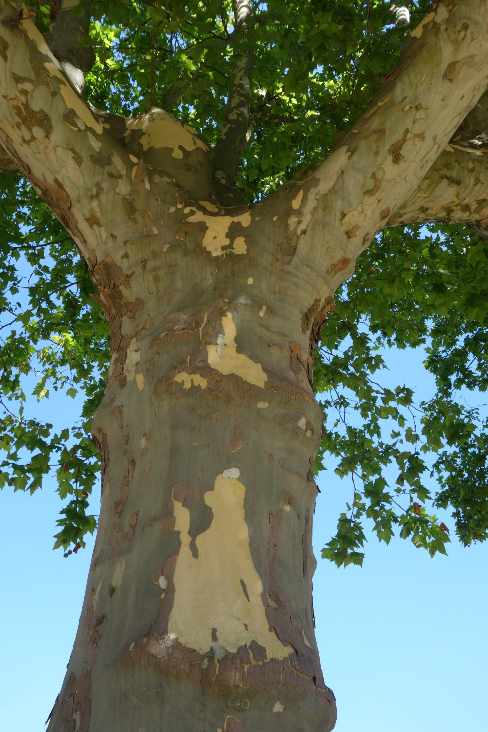 Ma Botanique Platane commun, Platane à feuille d’érable