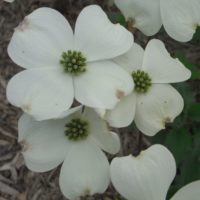 Cornouiller de Floride, Flowering dogwood
