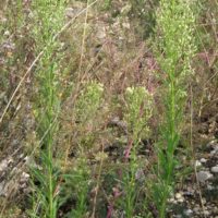 Vergerette du Canada, Conyze du Canada, Erigéron du Canada