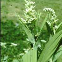 Vératre blanc, Véraire, Faux Hellébore