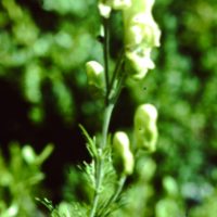 Aconit anthore, Aconit vénéneux